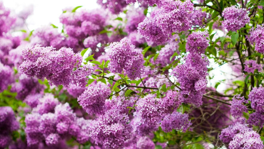 1462784 (a): :2560x1440